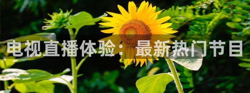 51视频在线直播nba：电视直播体验：最新热门节目