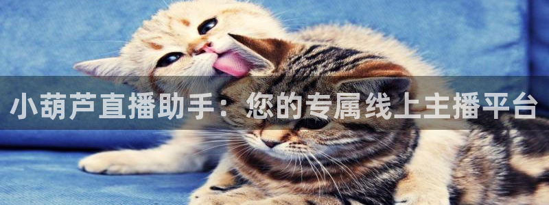 51视频在线直播nba：小葫芦直播助手：您的专属线上主播平台